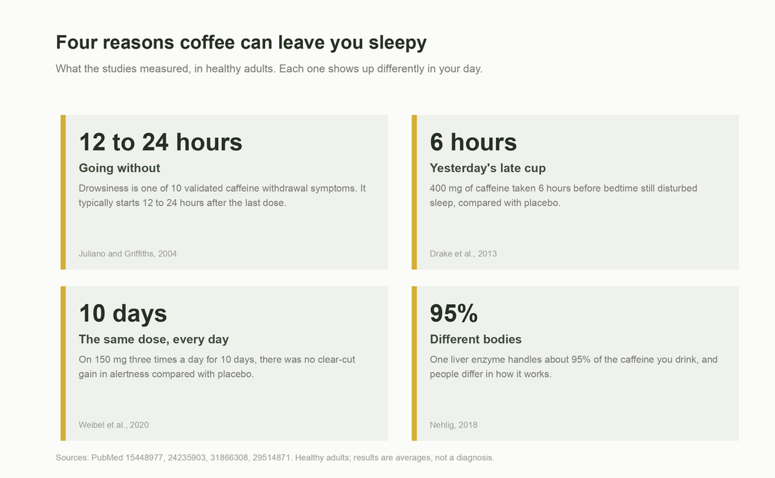 Four cards: going without (drowsiness starts 12 to 24 hours after the last dose), yesterday's late cup, the same dose every day, and different bodies (one liver enzyme handles about 95% of caffeine).