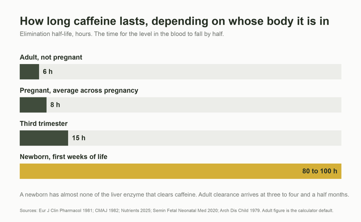 Bar chart of caffeine half-life: 6 hours in a non-pregnant adult, 8 in pregnancy, 15 in the third trimester and 80 to 100 hours in a newborn