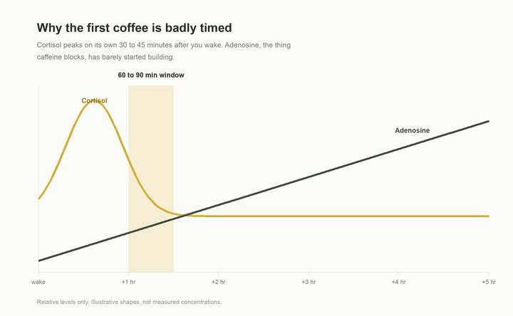 Schematic curves showing cortisol peaking 30 to 45 minutes after waking while adenosine slowly builds, with the 60 to 90 minute coffee window marked